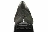 Fossil Megalodon Tooth - Georgia #144319-2